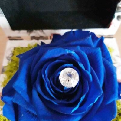 cadou sotie trandafir criogenat trandafir criogenat albastru