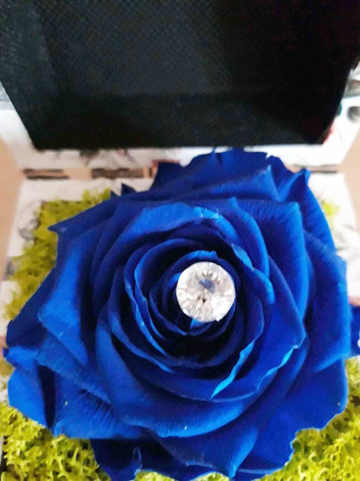 trandafir criogenat albastru trandafir criogenat albastru
